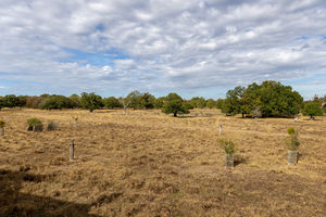 Bushy Park- click for photo gallery